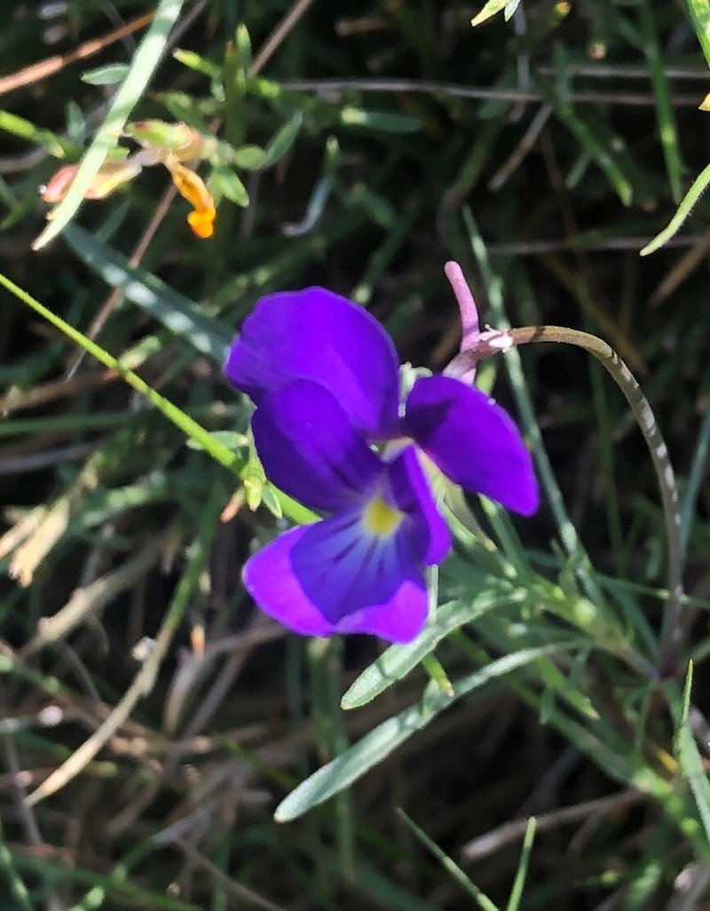 Viola ilvensis photo 7