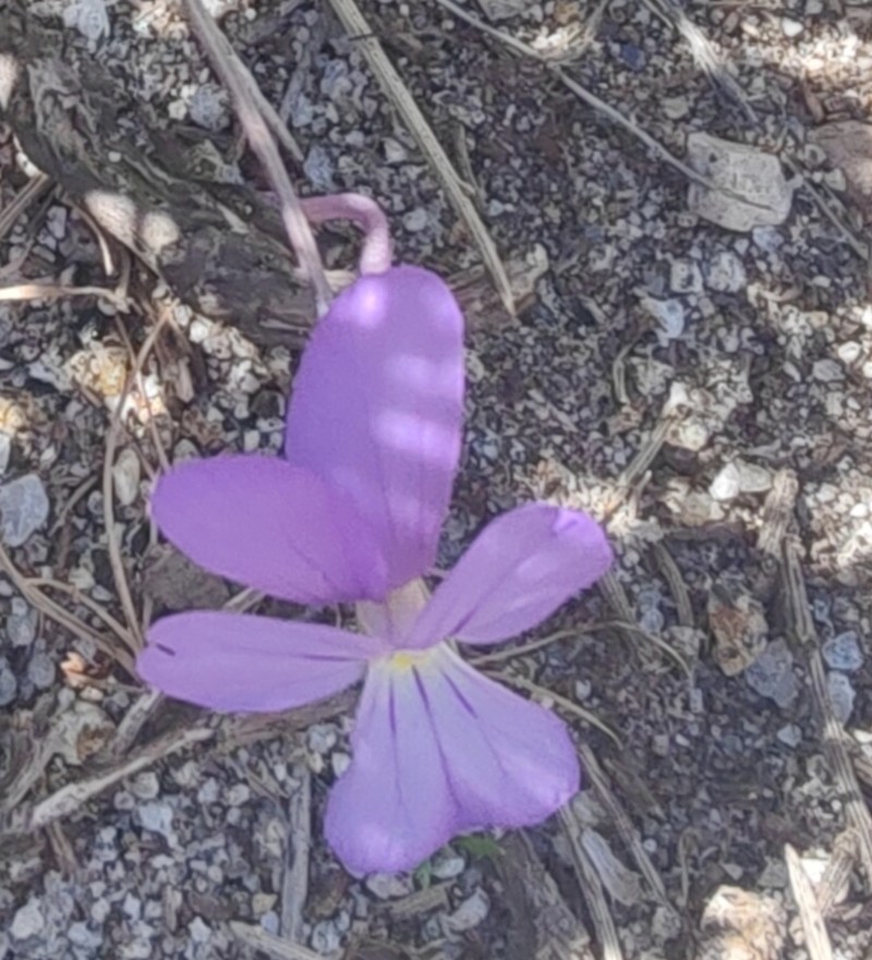 Viola ilvensis photo 8