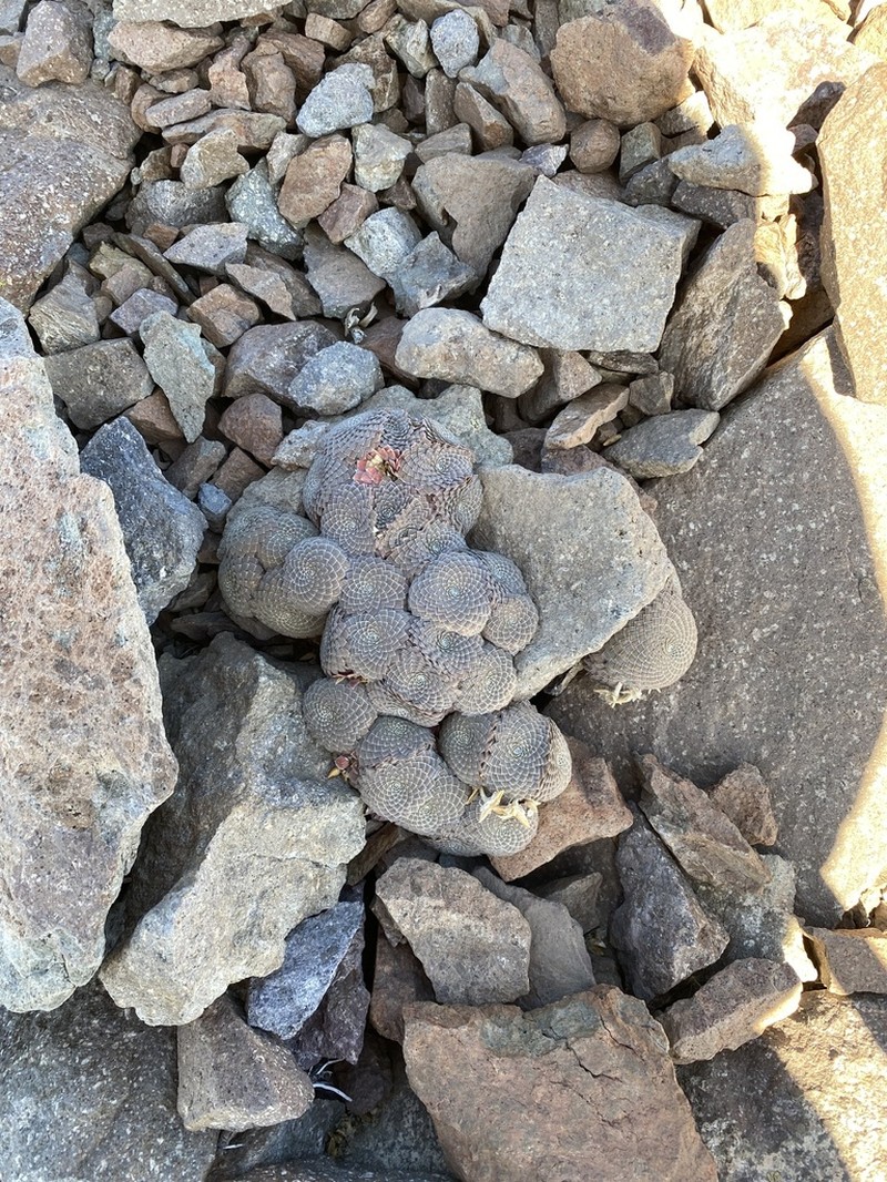 Viola imbricata photo 3