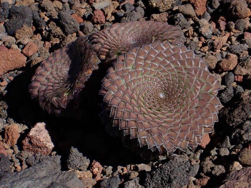 Viola imbricata photo 4