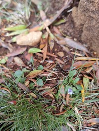 Viola improcera