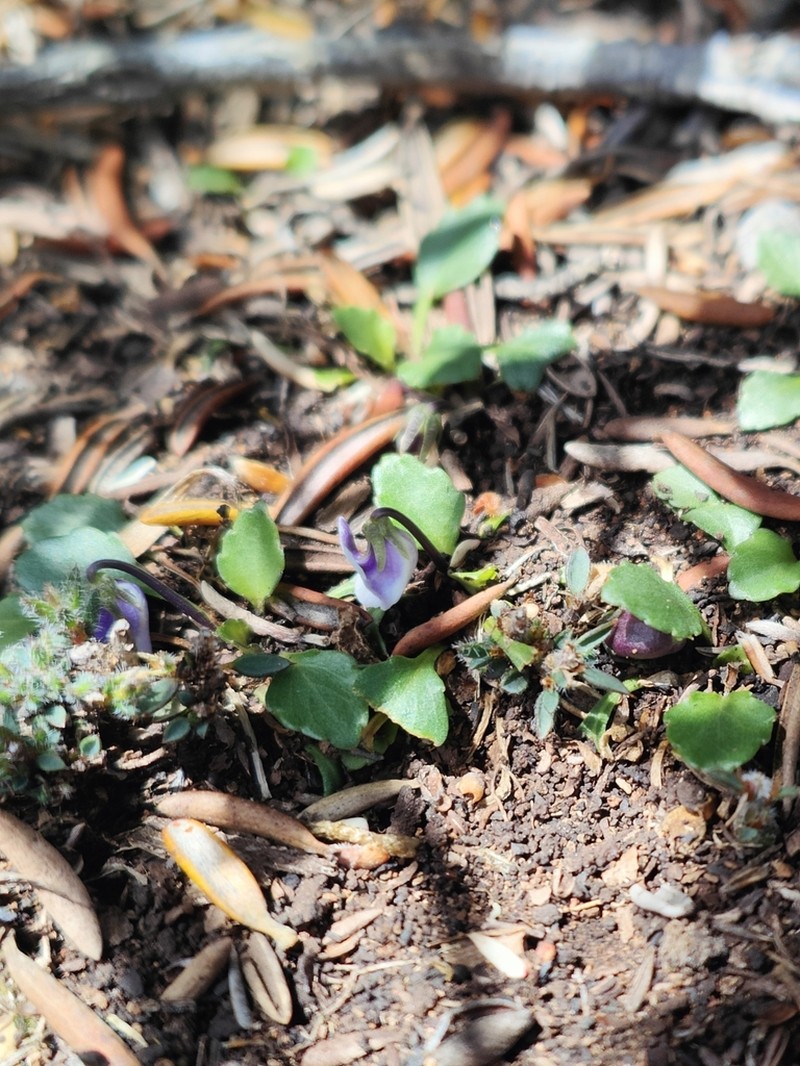Viola improcera photo 2