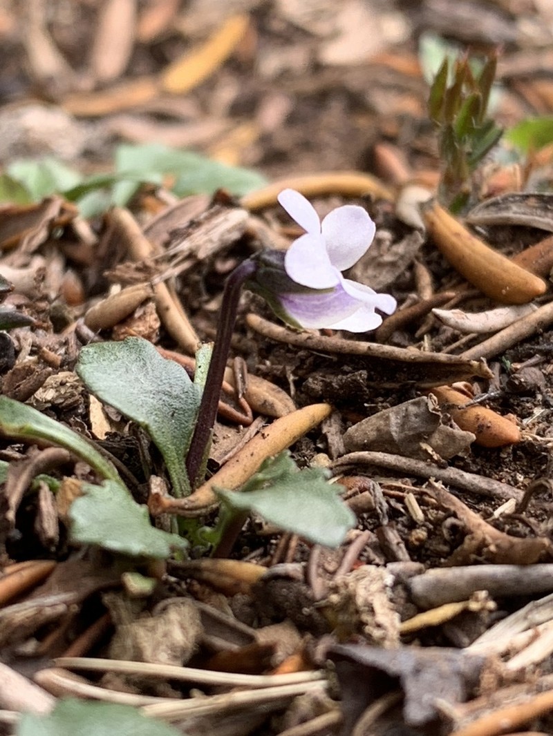 Viola improcera photo 3