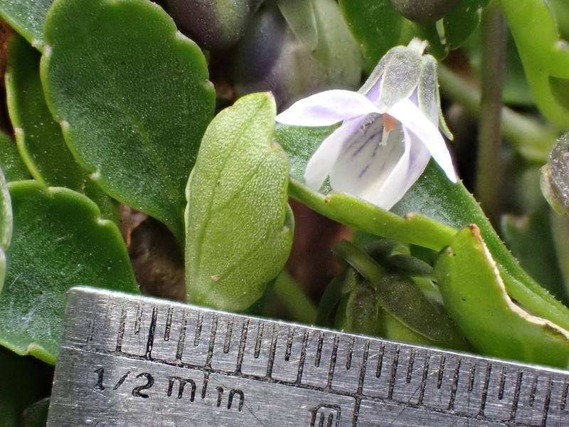 Viola improcera photo 6