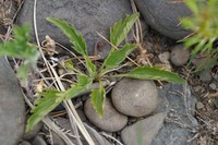 Viola incisa