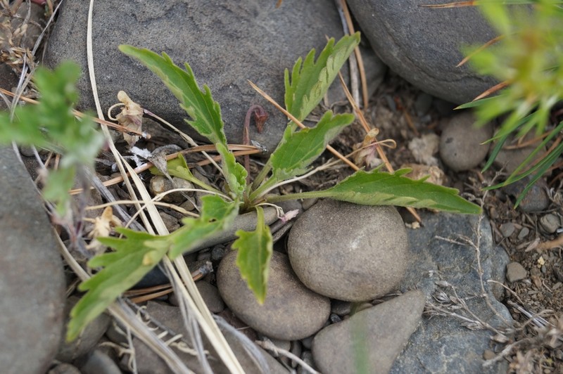 Viola incisa
