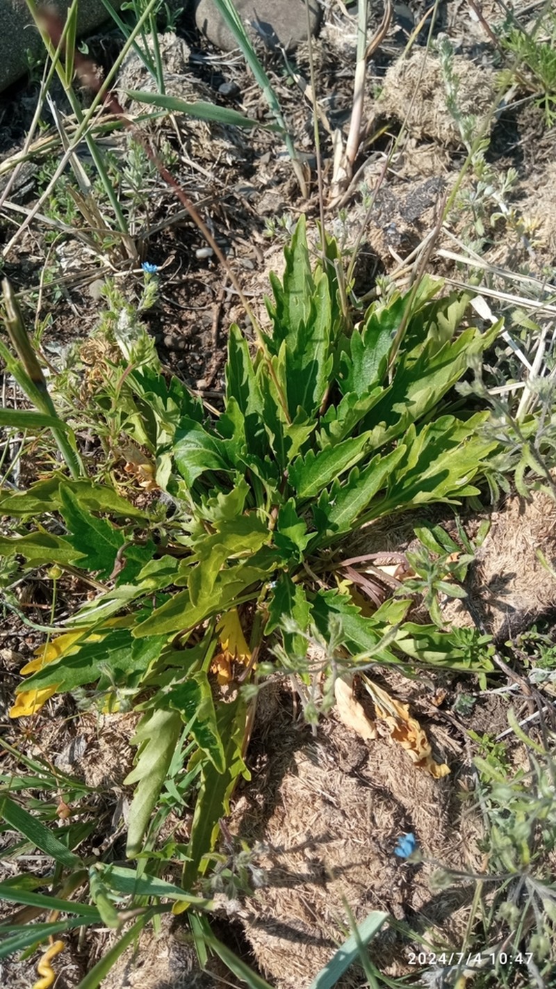 Viola incisa photo 2