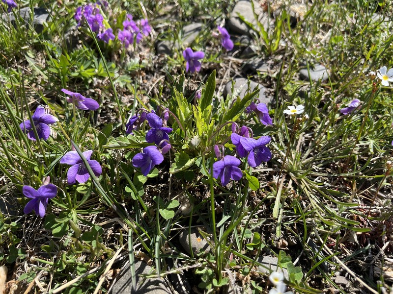 Viola incisa photo 3