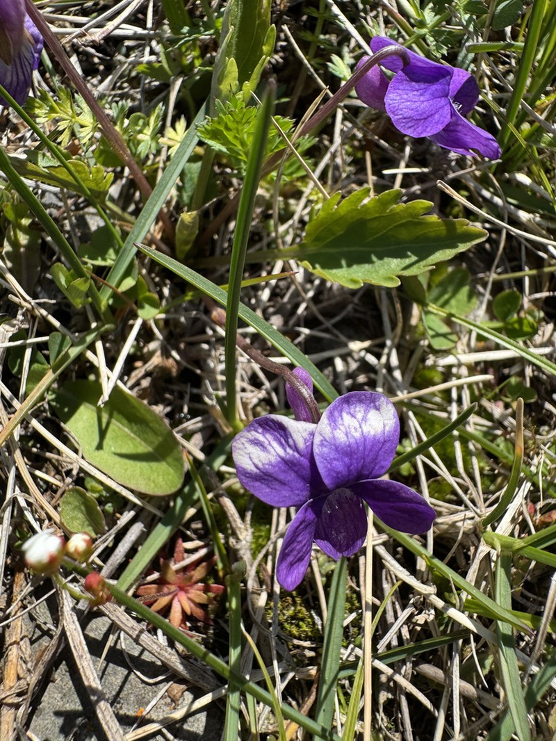 Viola incisa photo 4