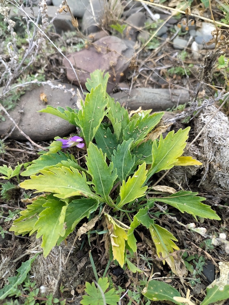 Viola incisa photo 5