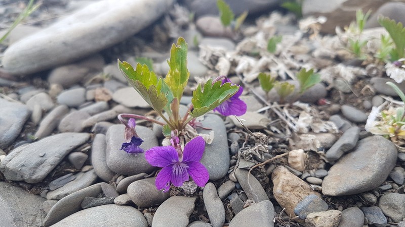 Viola incisa photo 7