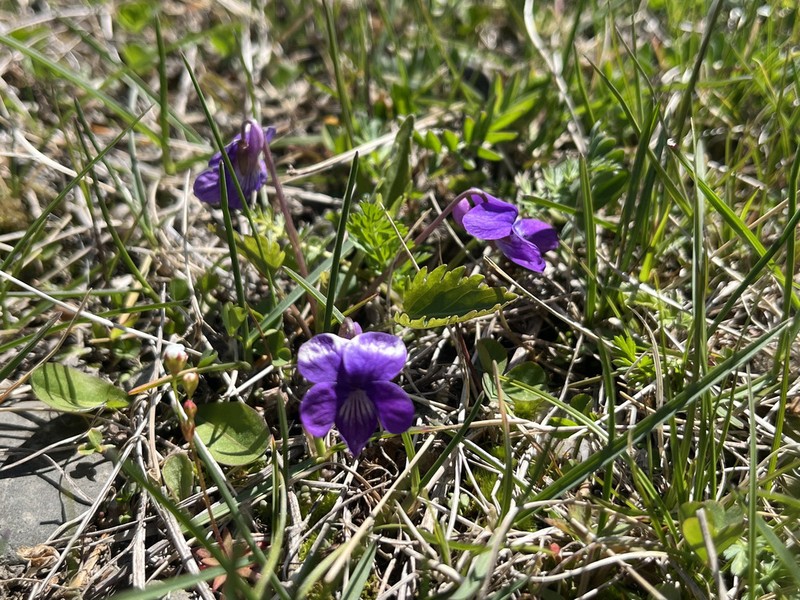 Viola incisa photo 8