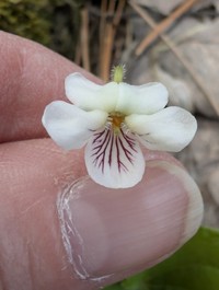 Viola incognita