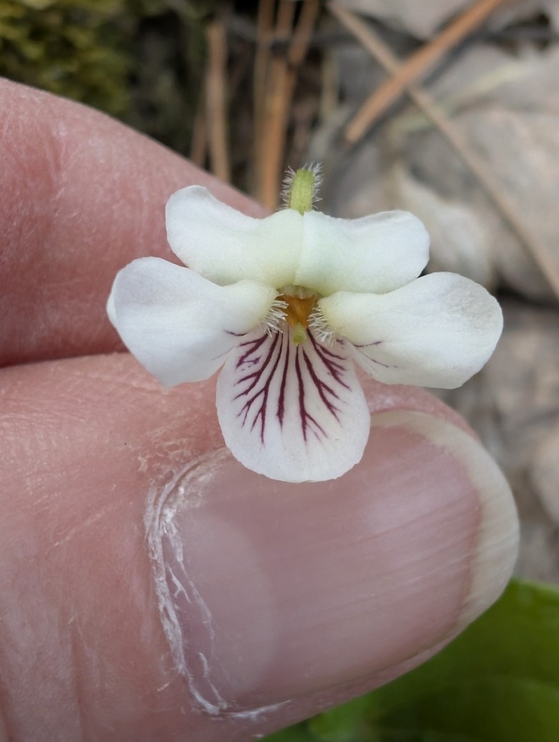 Viola incognita
