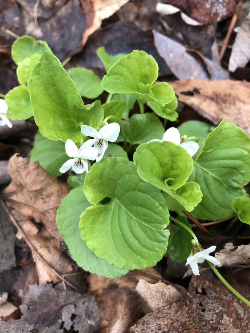 Viola incognita photo 2