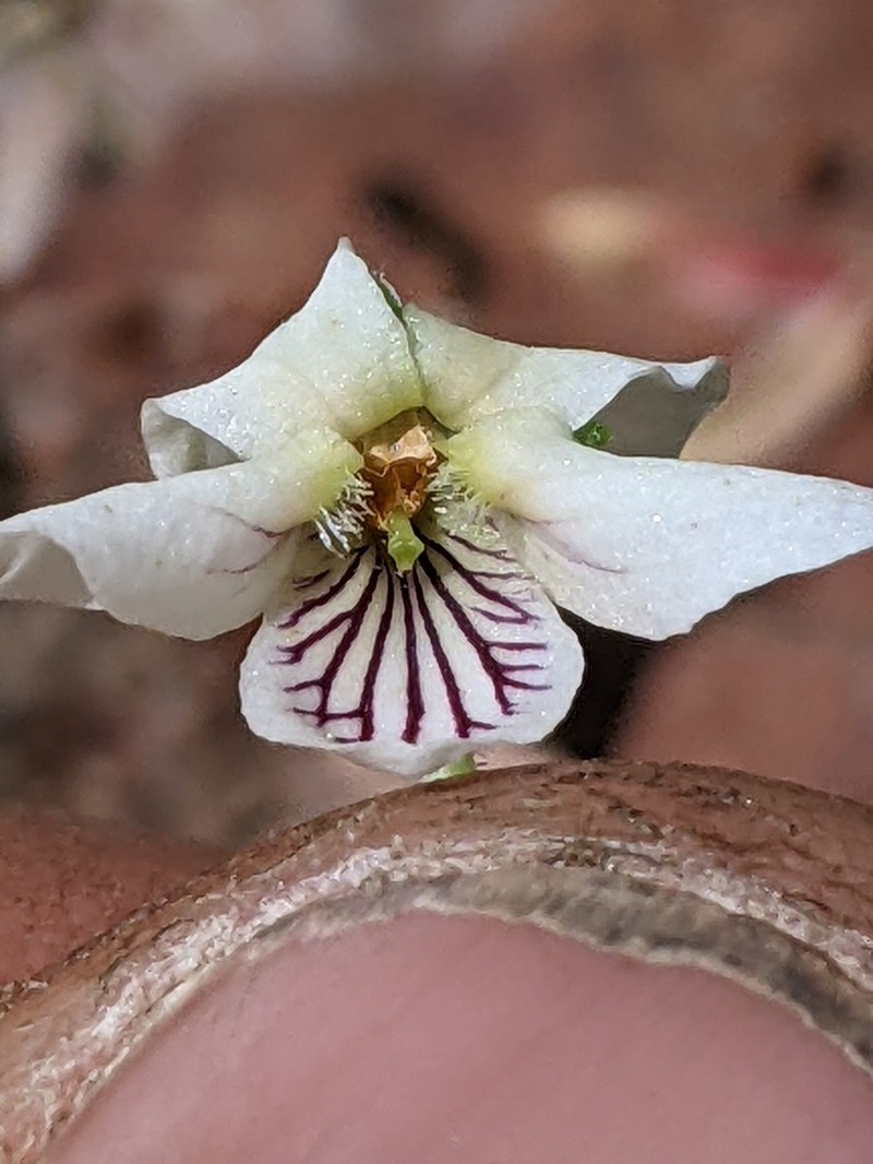 Viola incognita photo 3