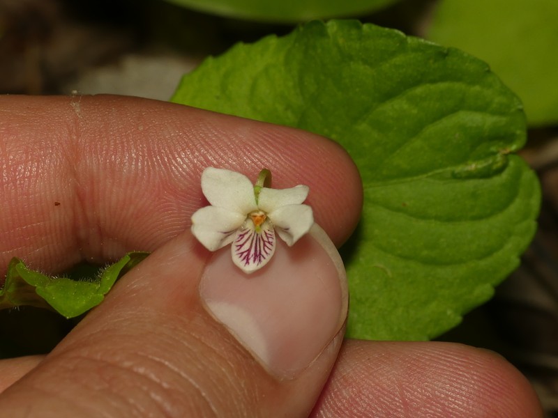 Viola incognita photo 4