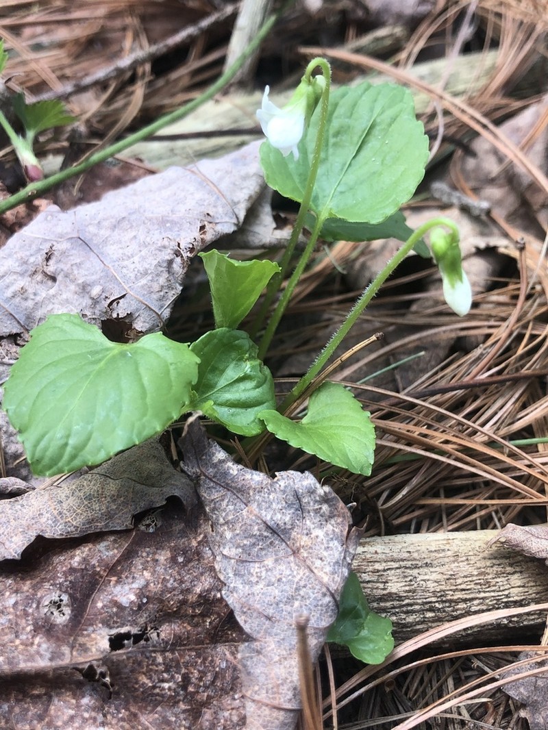 Viola incognita photo 5