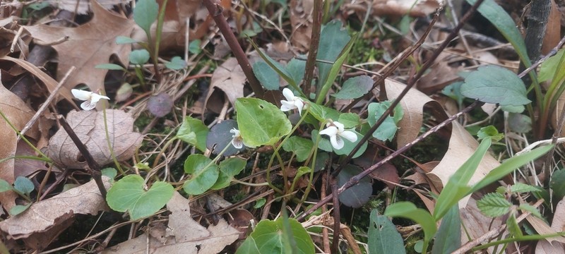 Viola incognita photo 6