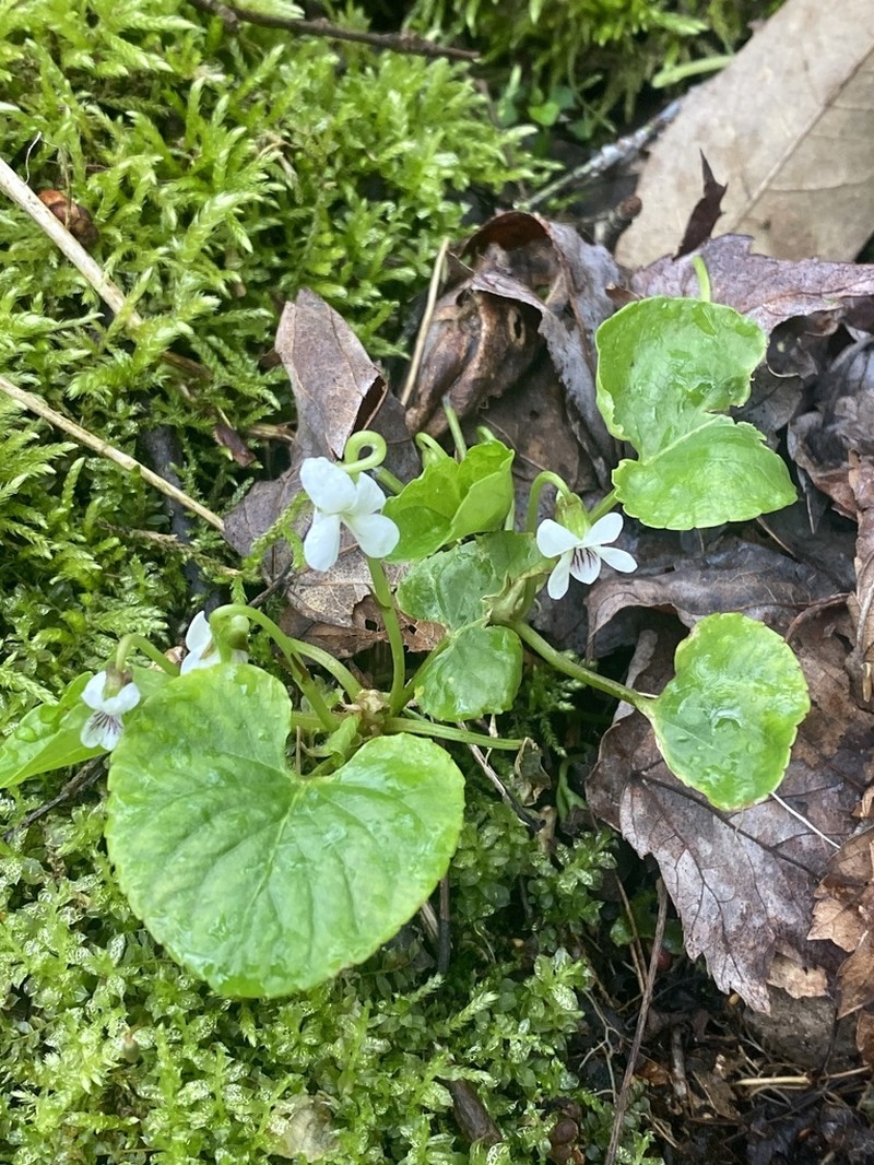 Viola incognita photo 8