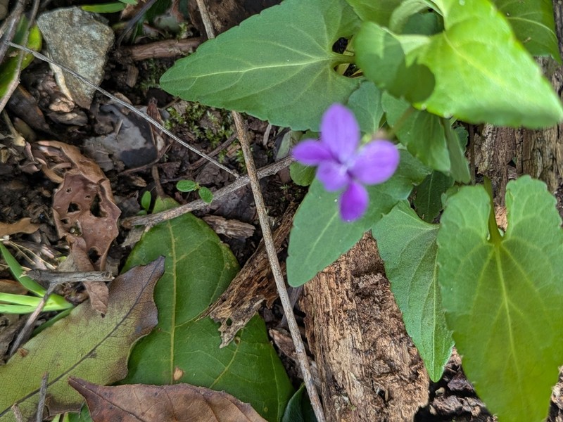Viola inconspicua