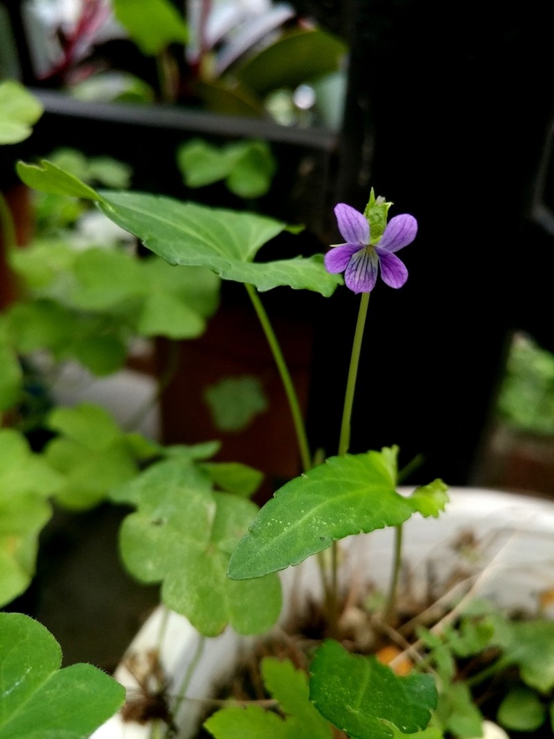Viola inconspicua photo 2