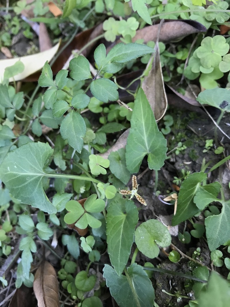 Viola inconspicua photo 4
