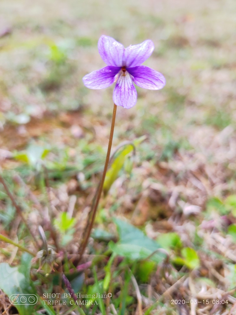Viola inconspicua photo 5