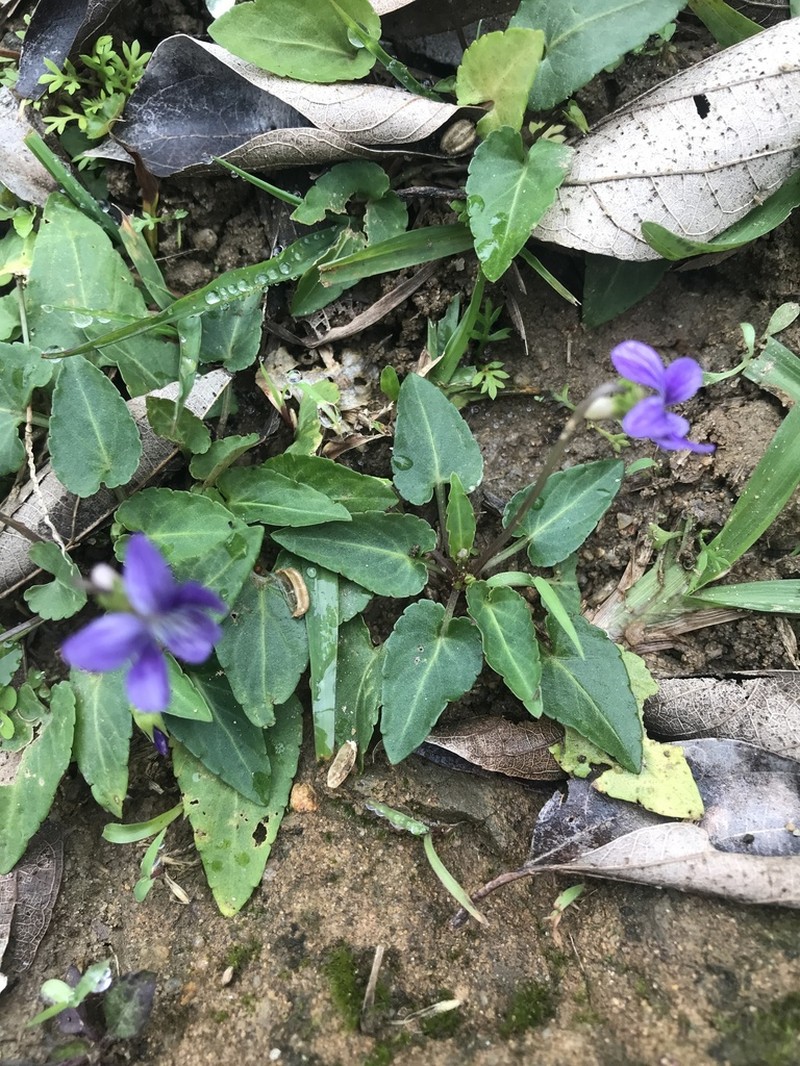 Viola inconspicua photo 6