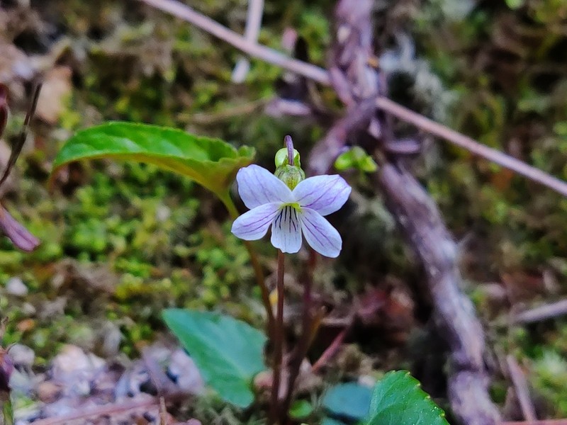 Viola inconspicua photo 7