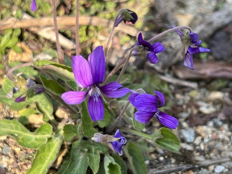 Viola inconspicua photo 8
