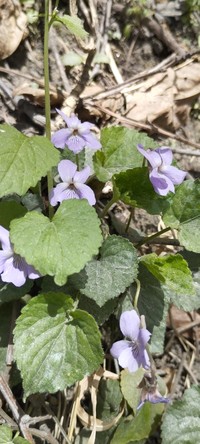 Viola indica