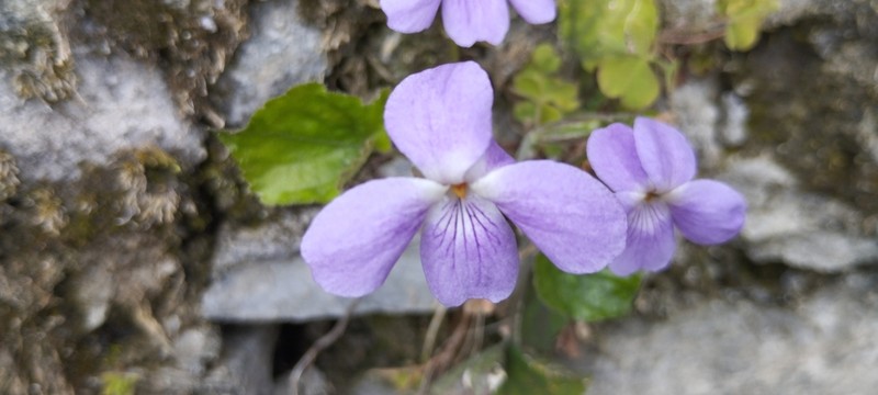 Viola indica photo 3