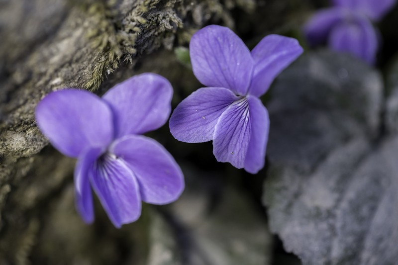 Viola indica photo 4