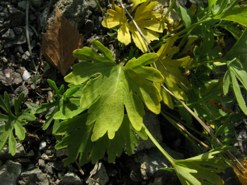 Viola ingolensis