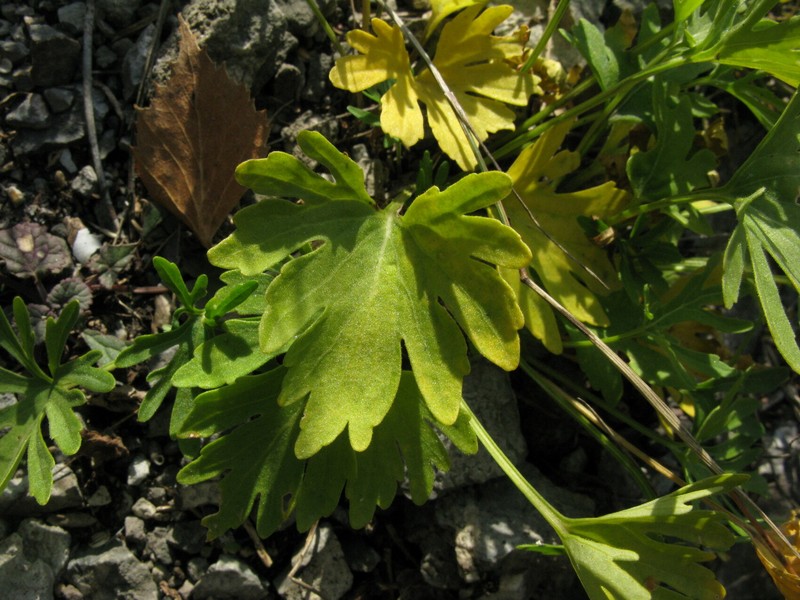 Viola ingolensis photo 2