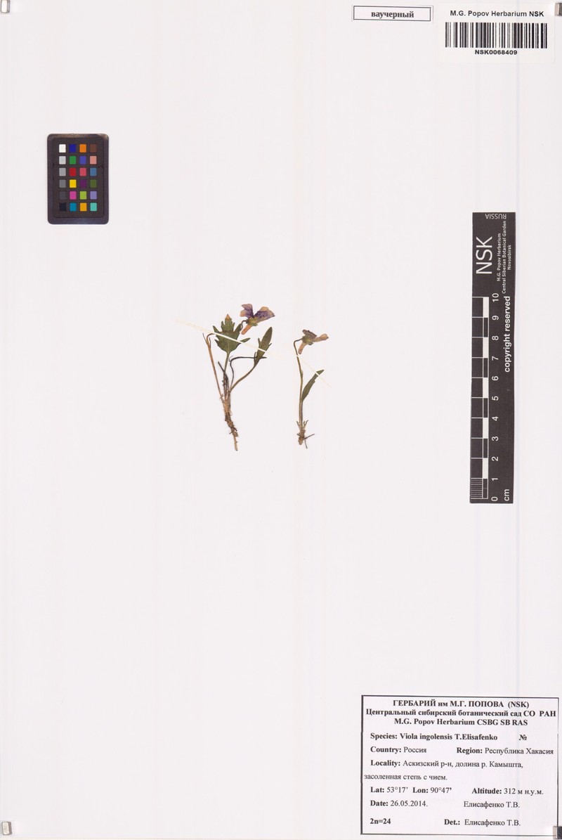 Viola ingolensis photo 3