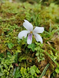 Viola iwagawae