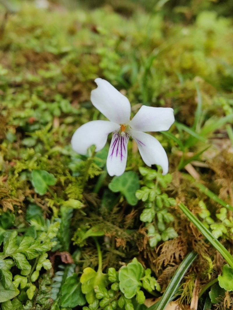 Viola iwagawae