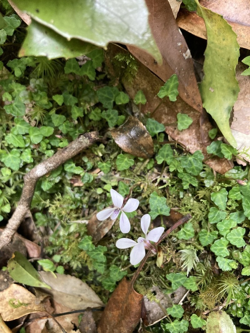 Viola iwagawae photo 2