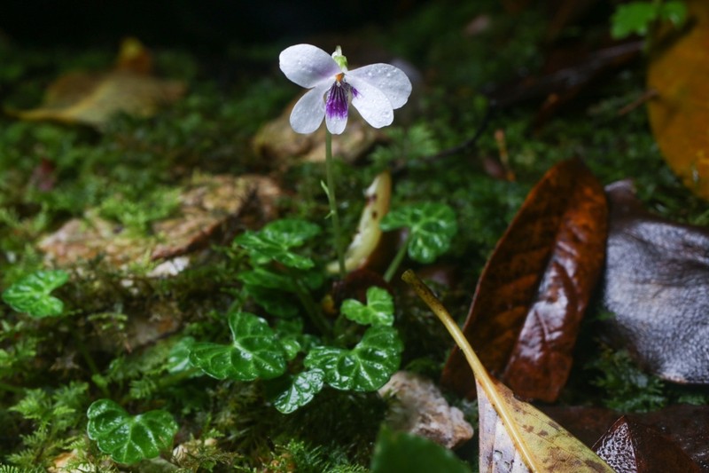 Viola iwagawae photo 3