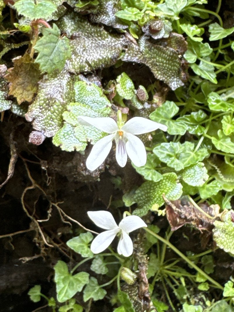 Viola iwagawae photo 5