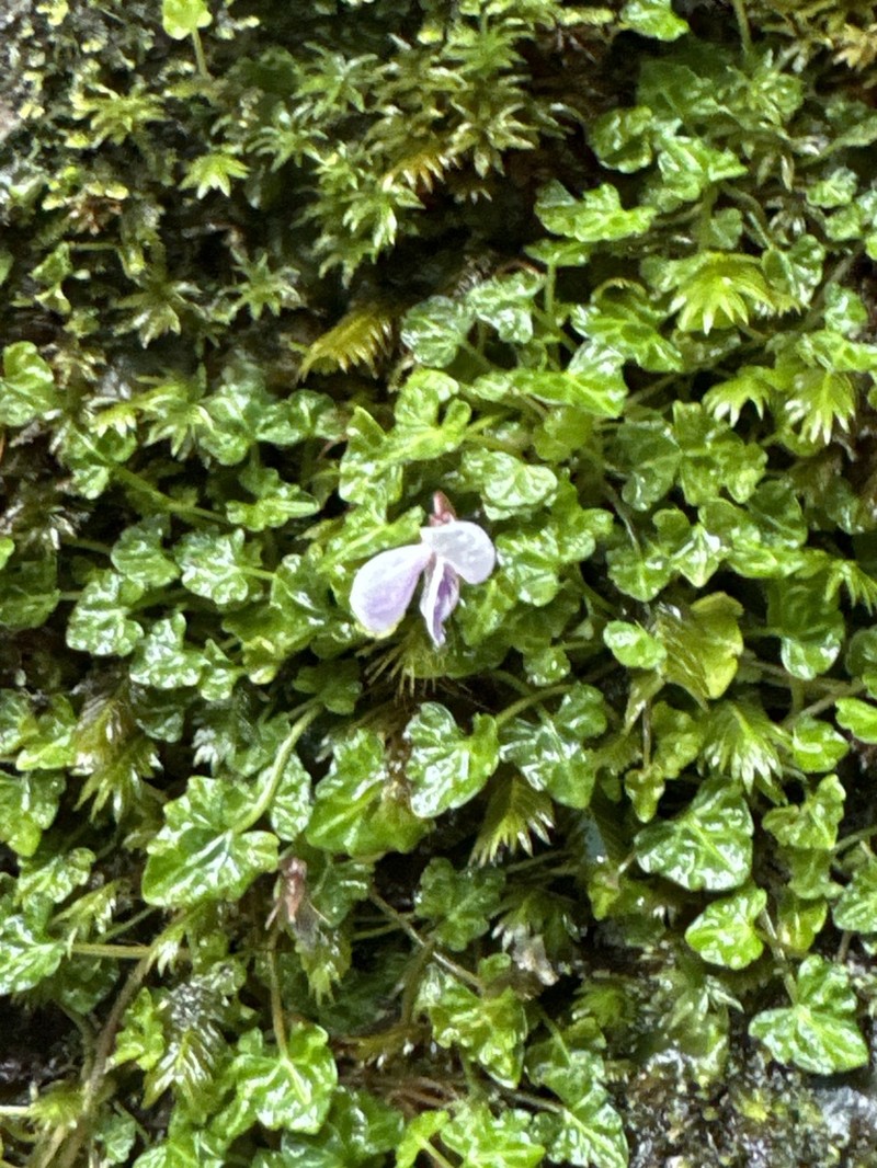 Viola iwagawae photo 7