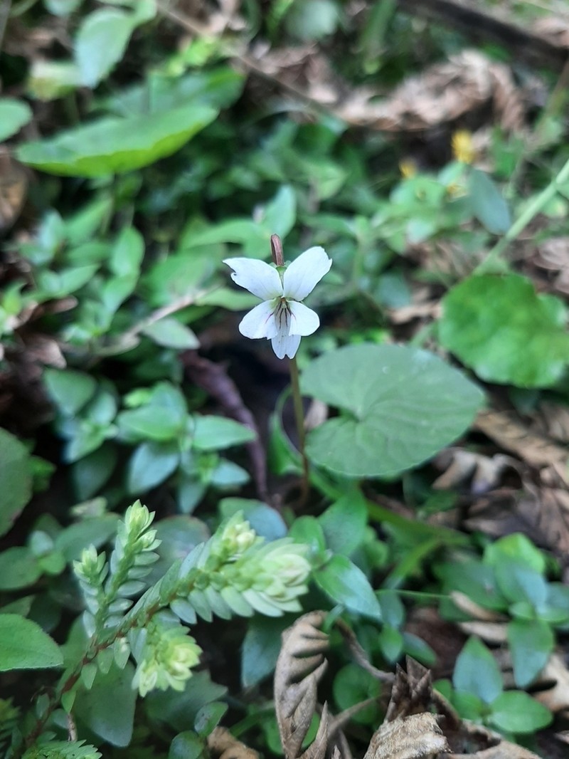 Viola jalapaensis photo 2