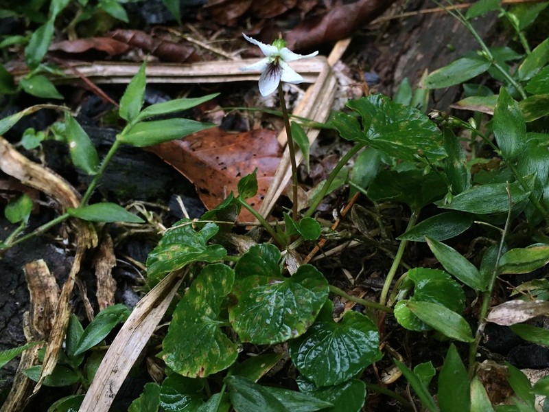 Viola jalapaensis photo 3