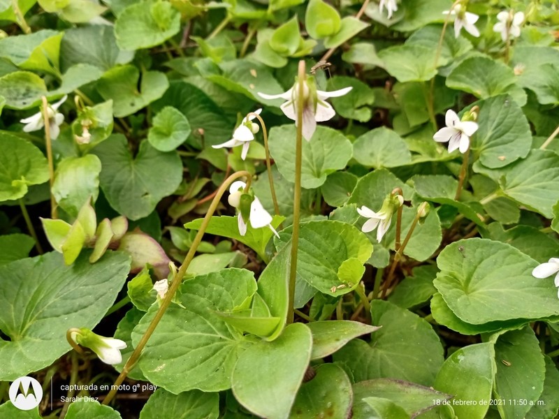 Viola jalapaensis photo 4