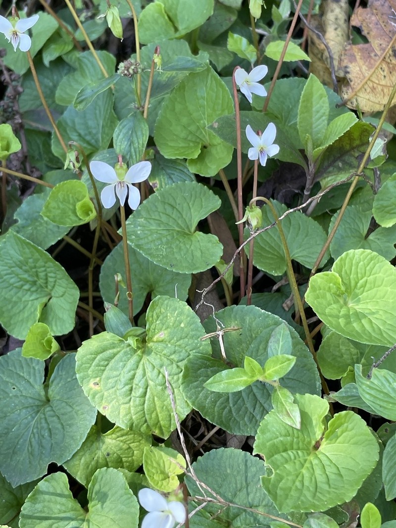 Viola jalapaensis photo 5