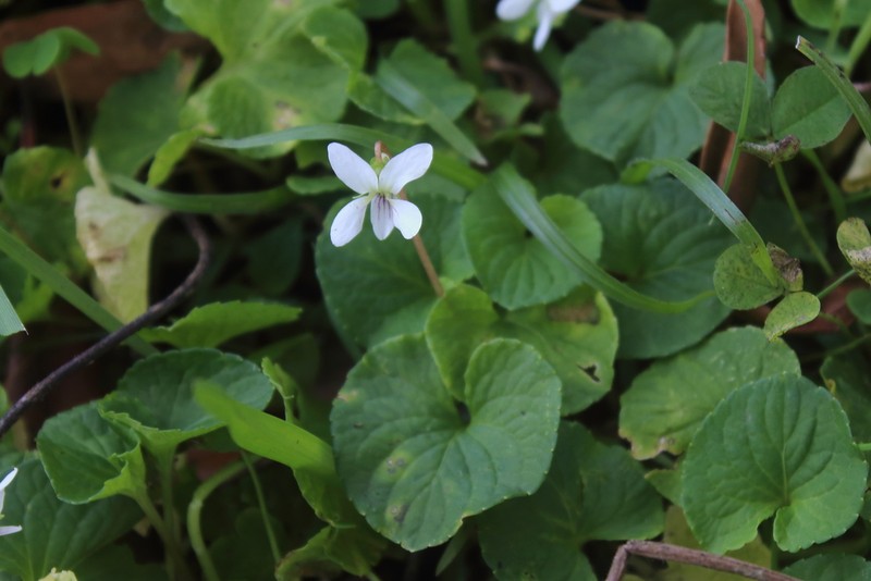 Viola jalapaensis photo 6