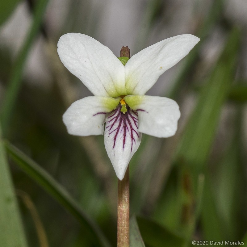 Viola jalapaensis photo 7