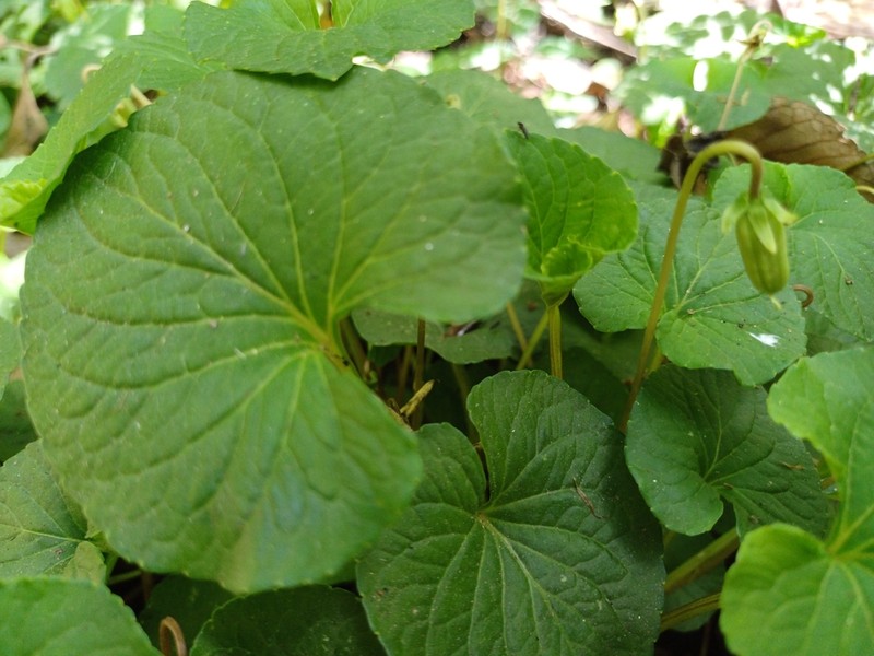 Viola jalapaensis photo 8